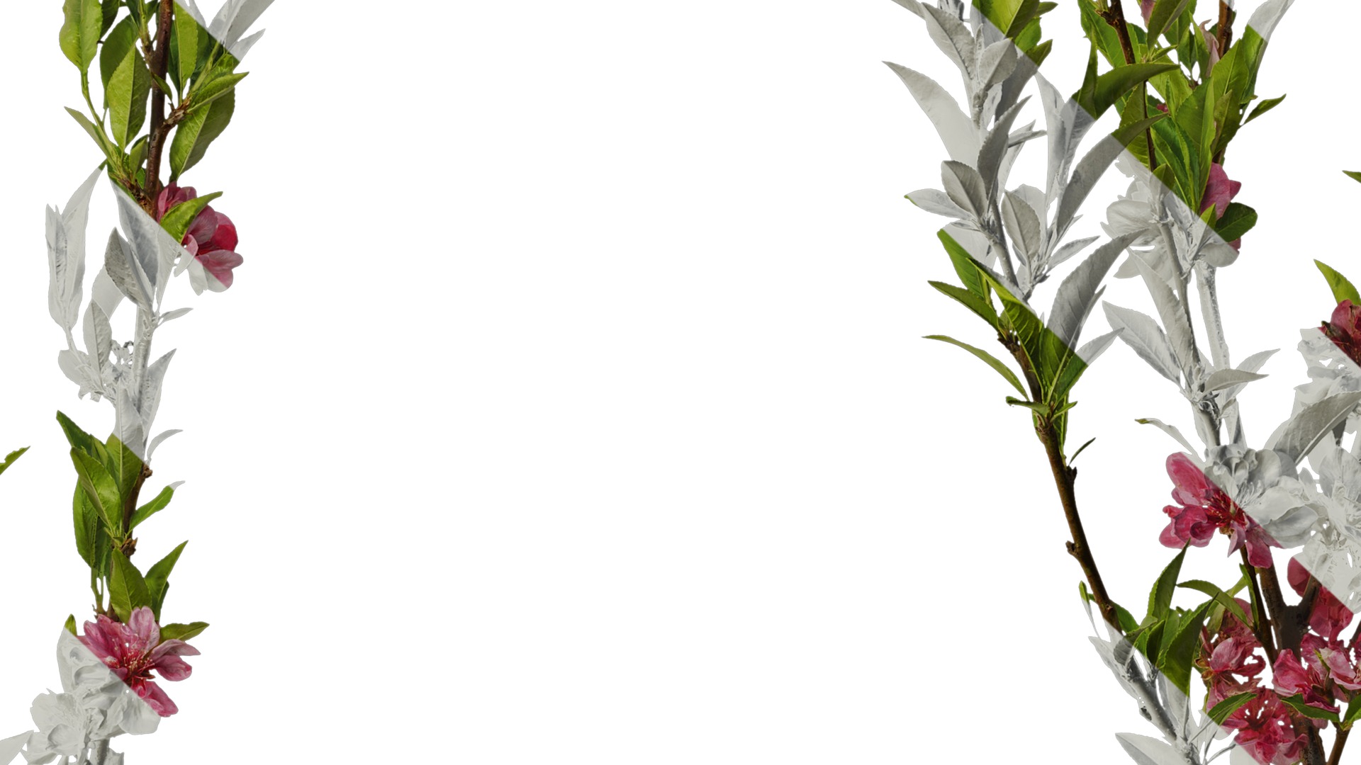 Anydrafts Prunus x yedoensis Atlas 19 Texture_7