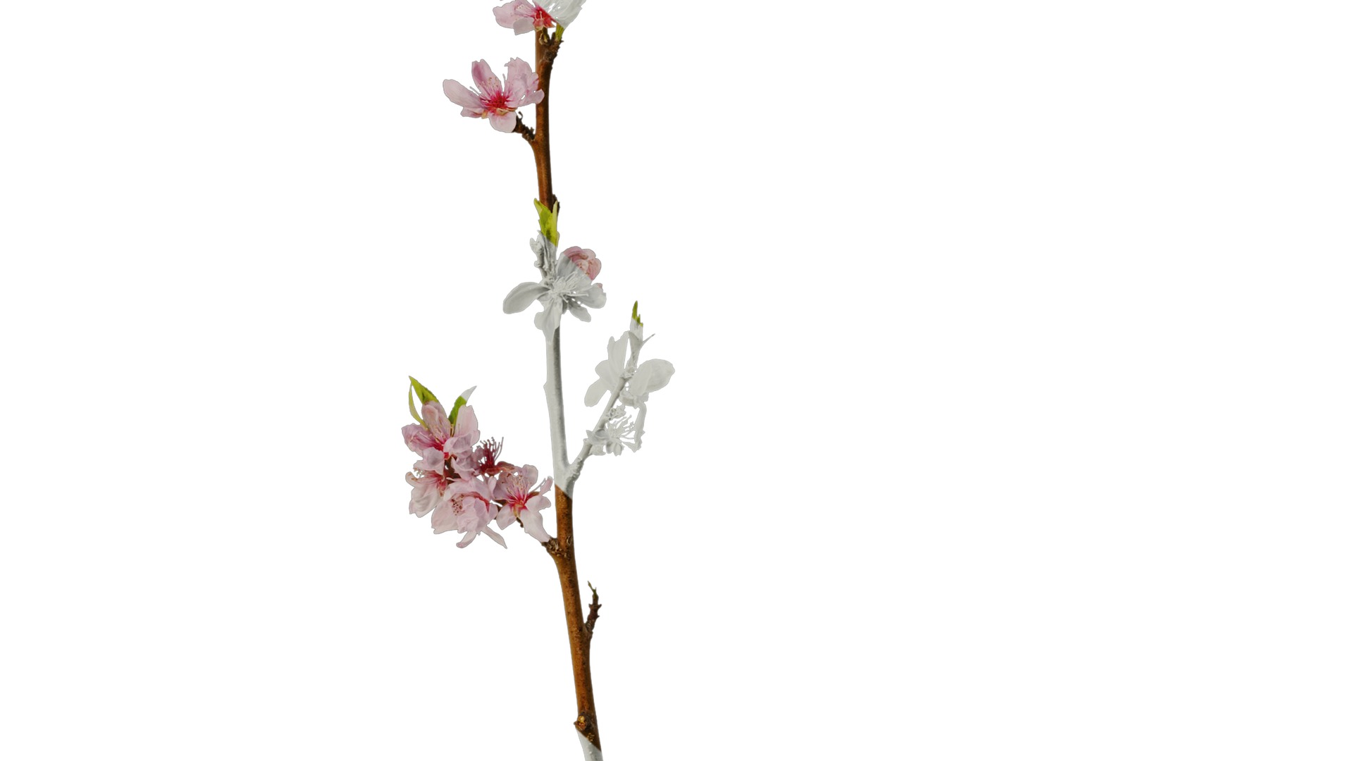 Anydrafts Prunus x yedoensis Atlas 20 Texture_6