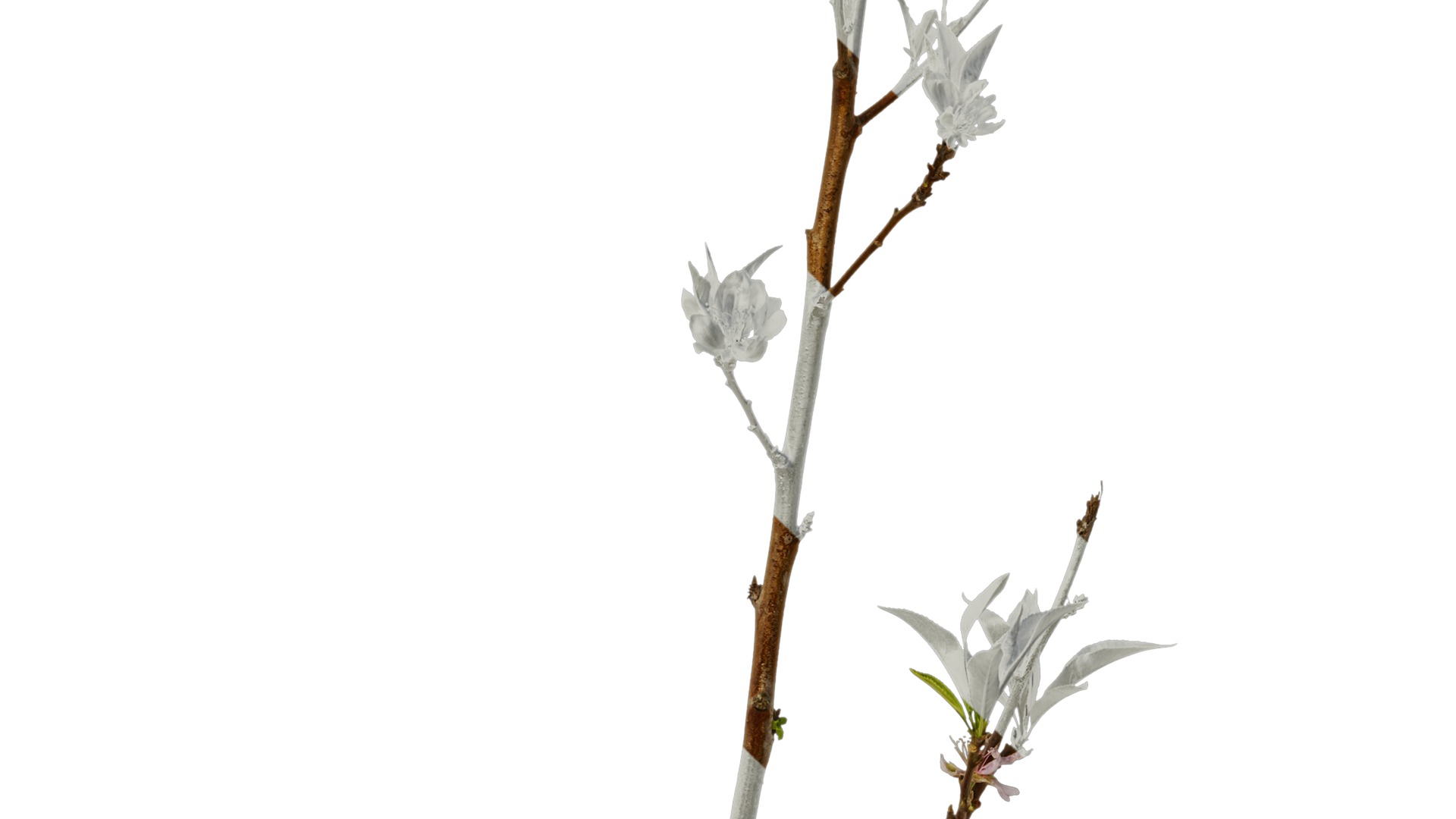 Anydrafts Prunus x yedoensis Atlas 20 Texture_5