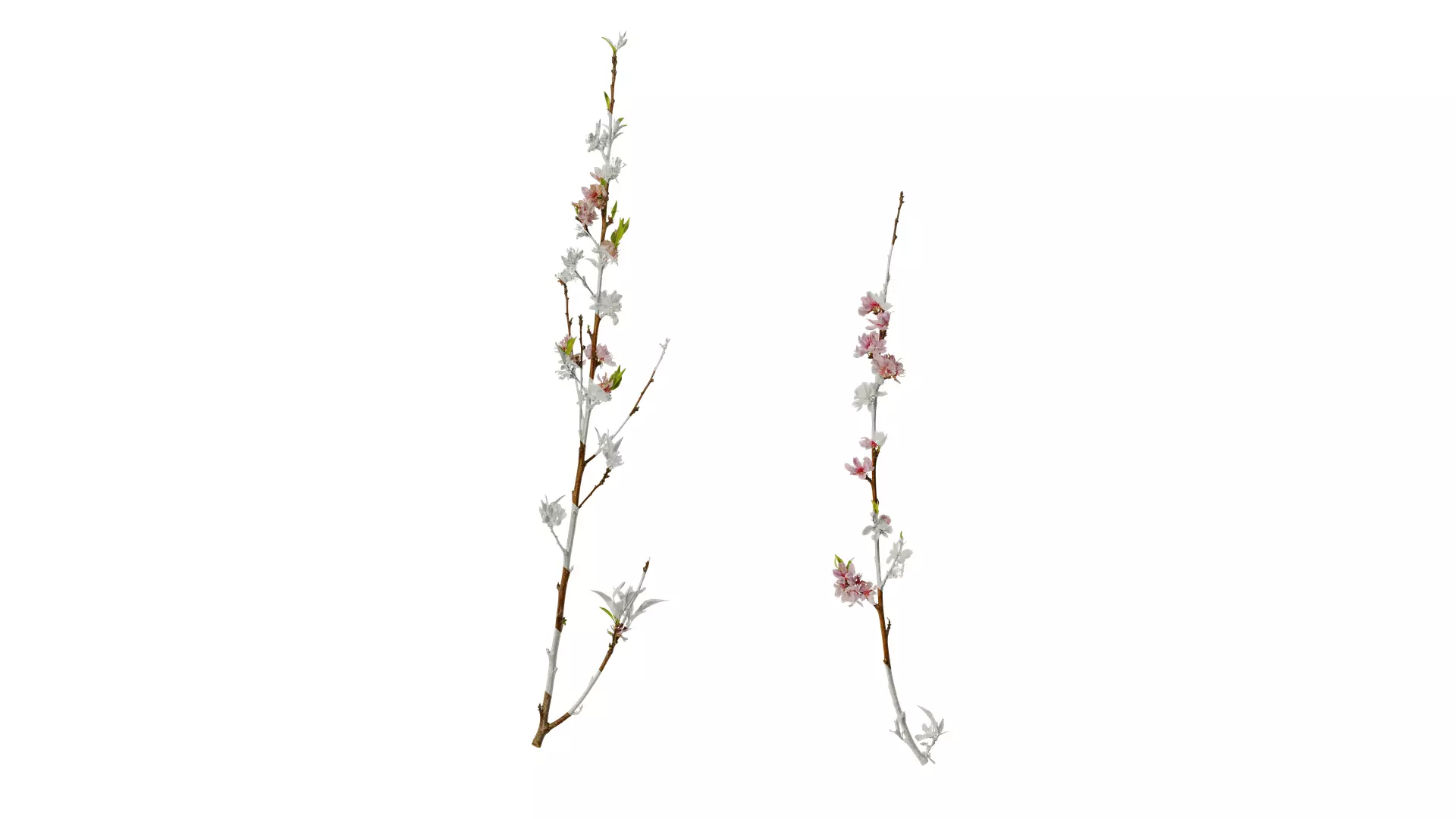 Anydrafts Prunus x yedoensis Atlas 20 Texture_0