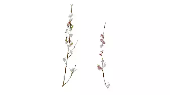 Anydrafts Prunus x yedoensis Atlas 20