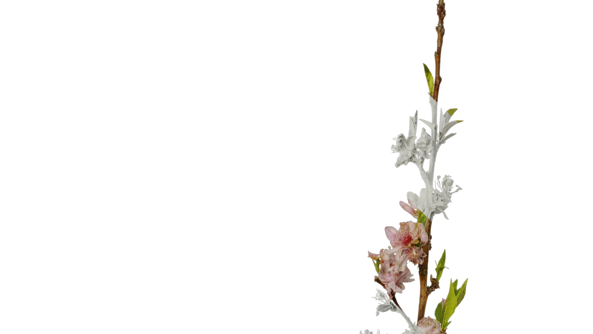 Anydrafts Prunus x yedoensis Atlas 20 Texture_1