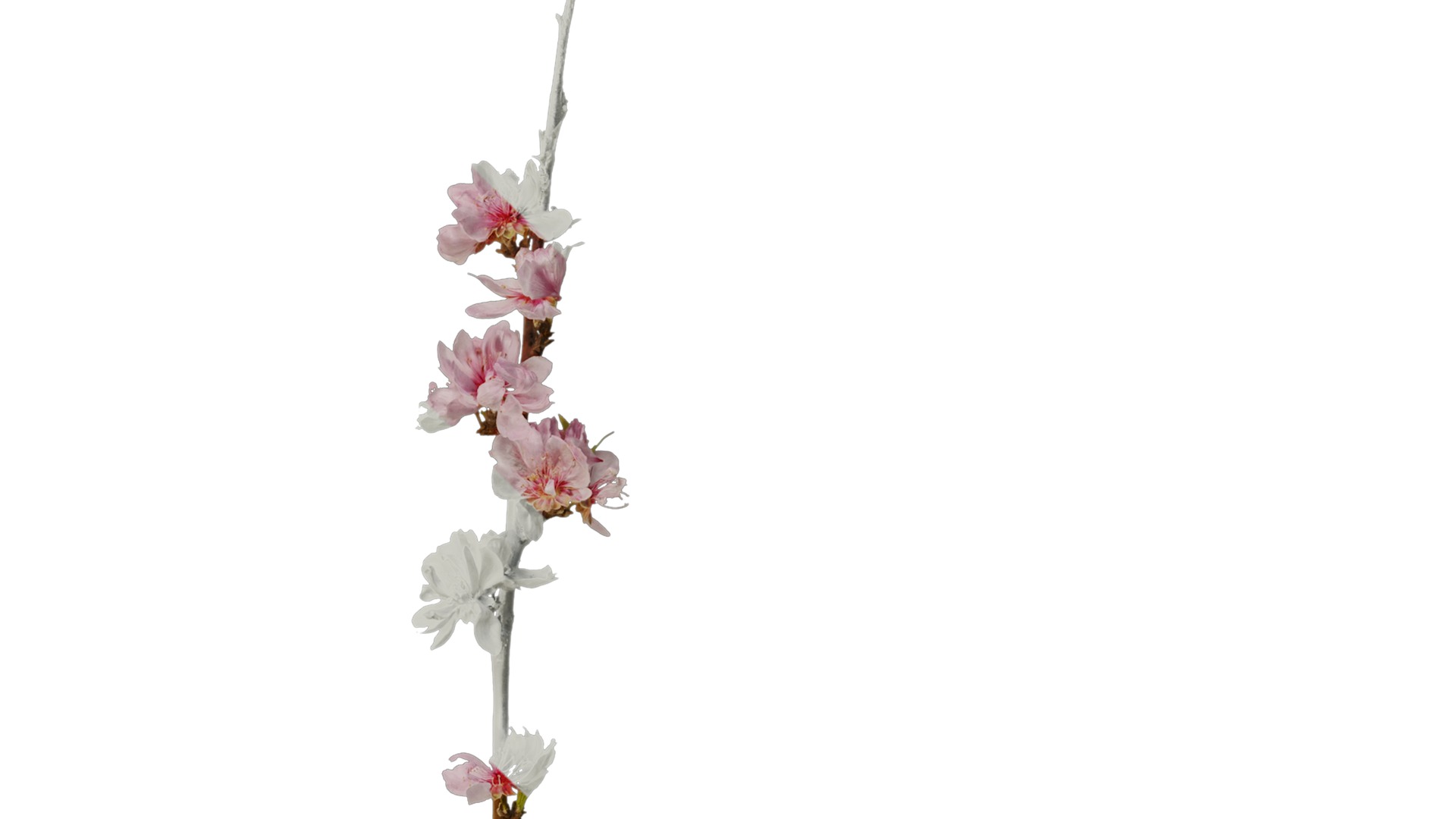 Anydrafts Prunus x yedoensis Atlas 20 Texture_4