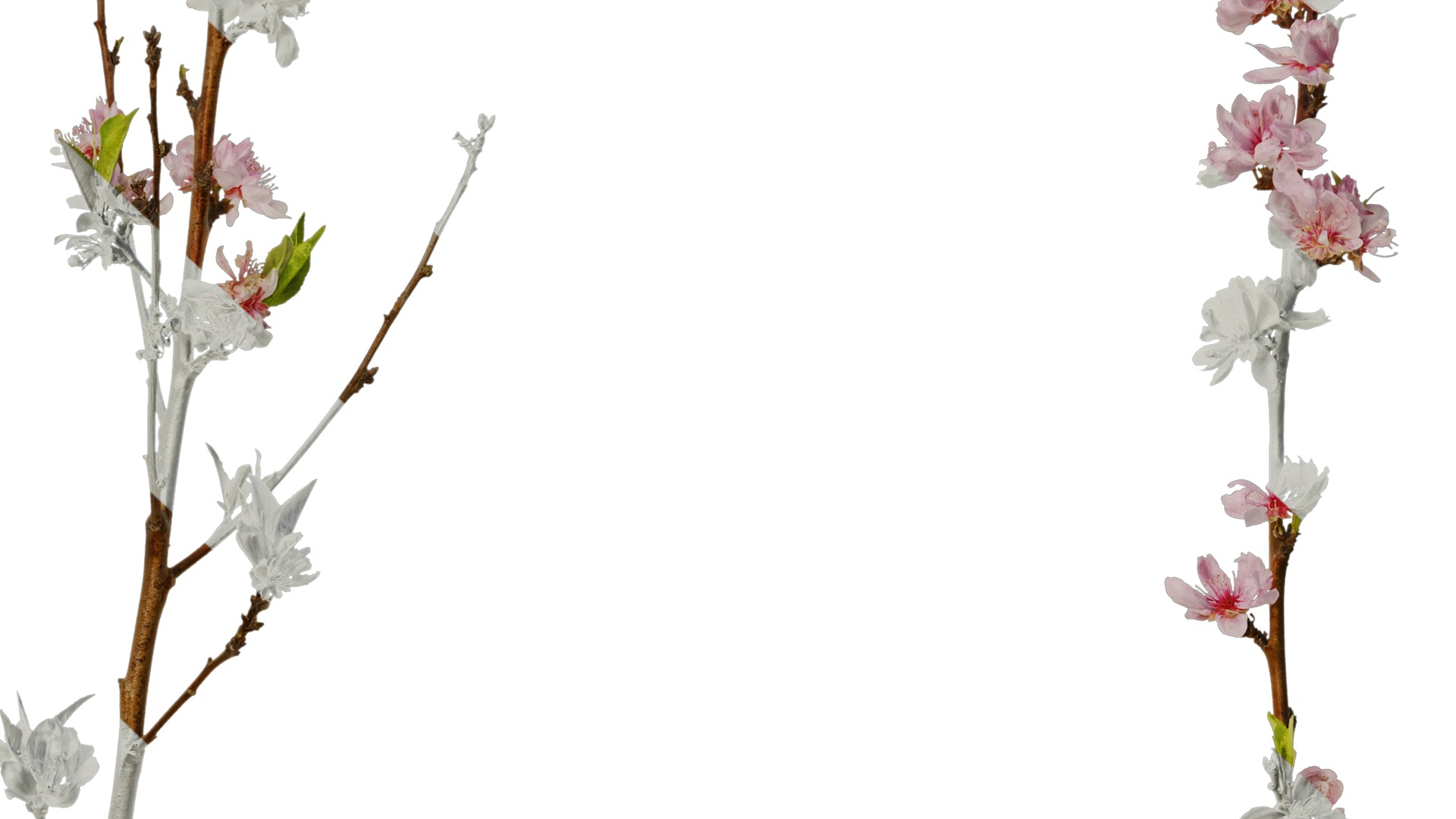 Anydrafts Prunus x yedoensis Atlas 20 Texture_7