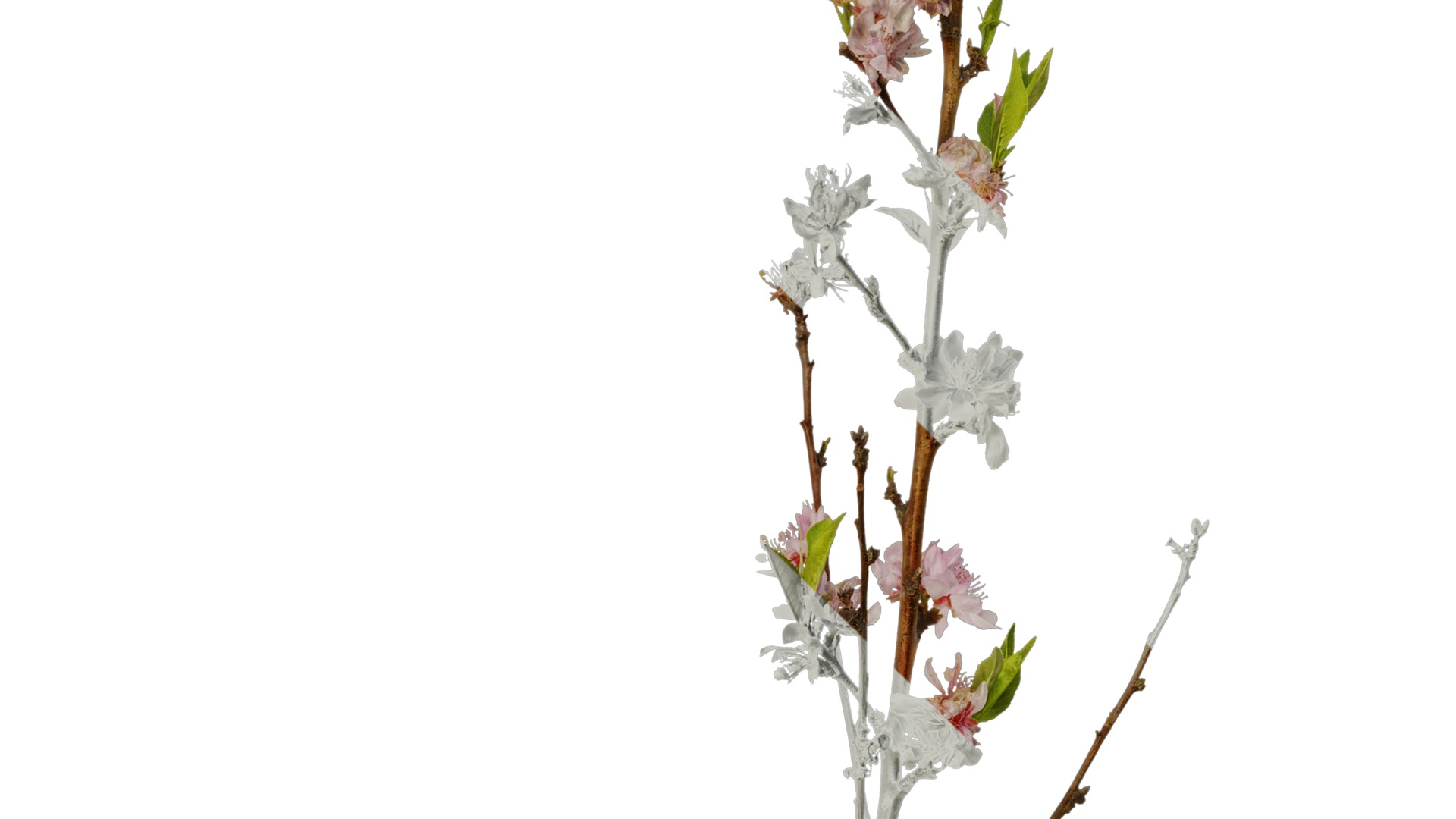 Anydrafts Prunus x yedoensis Atlas 20 Texture_3