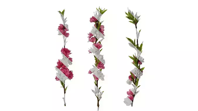 Anydrafts Prunus x yedoensis Atlas 23