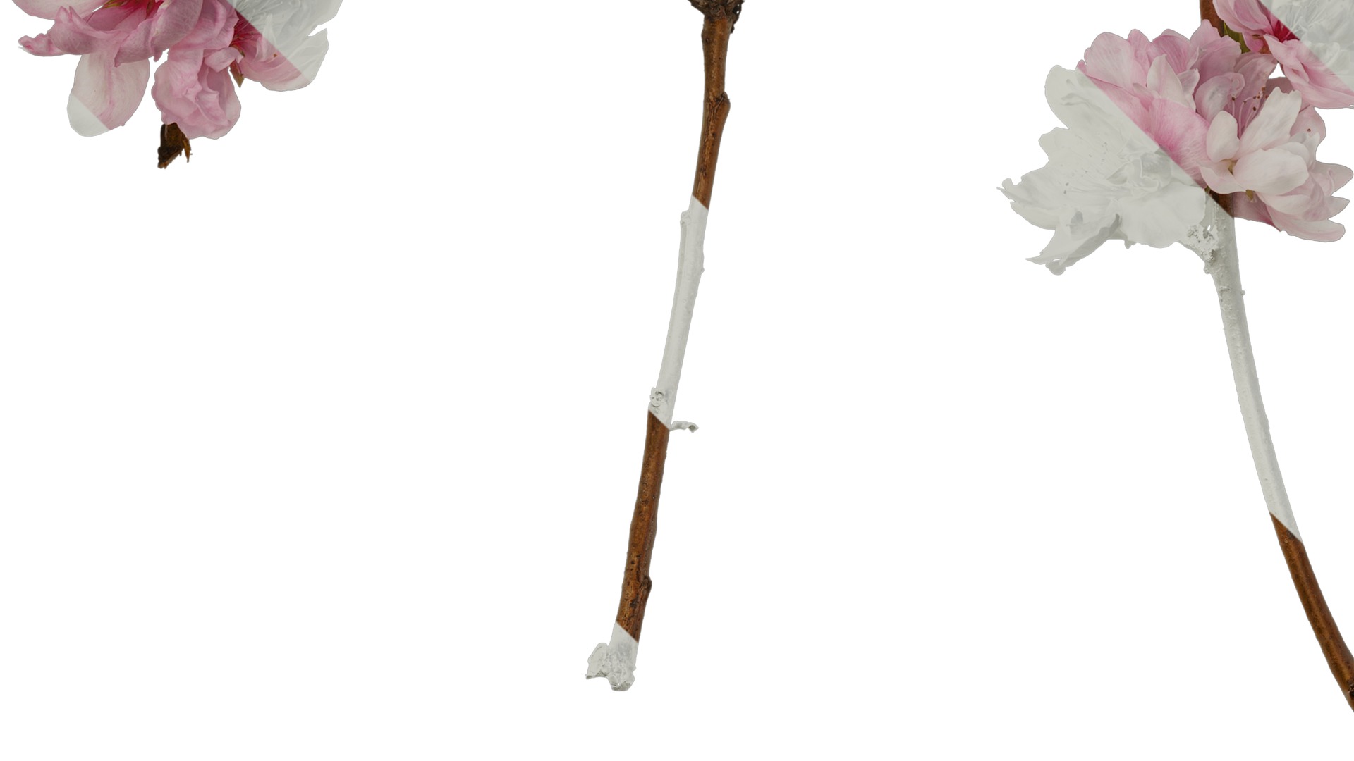 Anydrafts Prunus x yedoensis Atlas 24 Texture_5