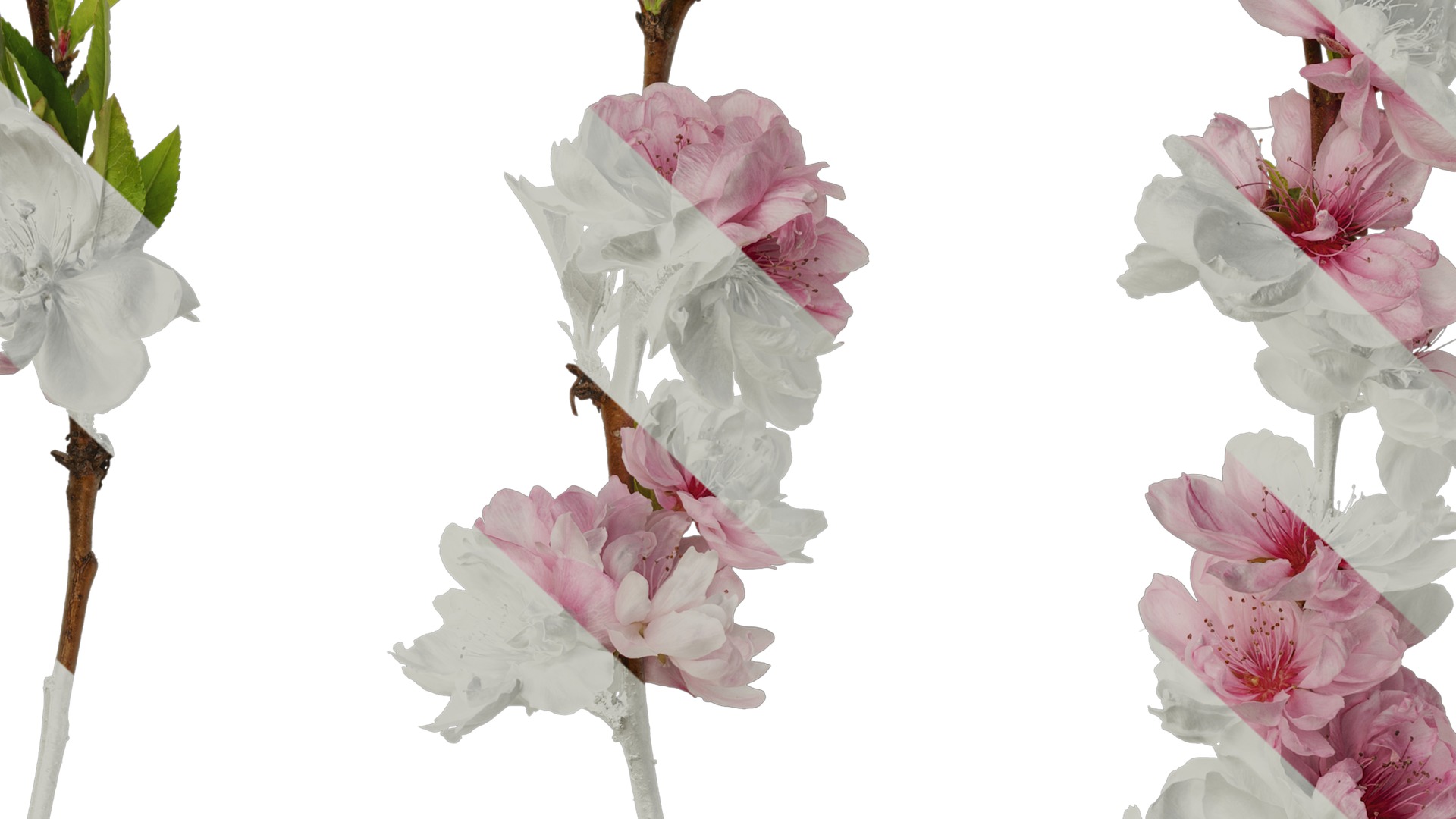 Anydrafts Prunus x yedoensis Atlas 24 Texture_7