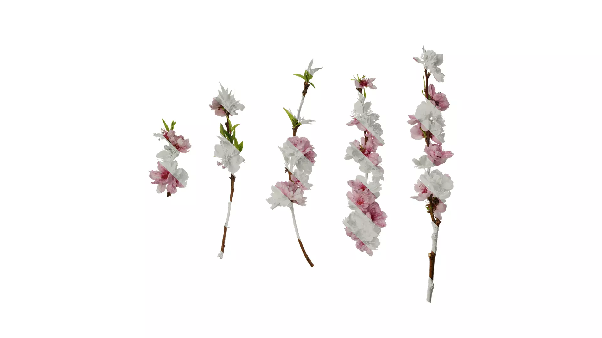 Anydrafts Prunus x yedoensis Atlas 24 Texture_0