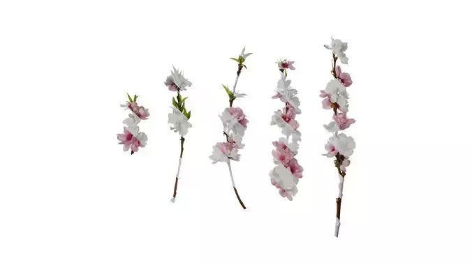 Anydrafts Prunus x yedoensis Atlas 24