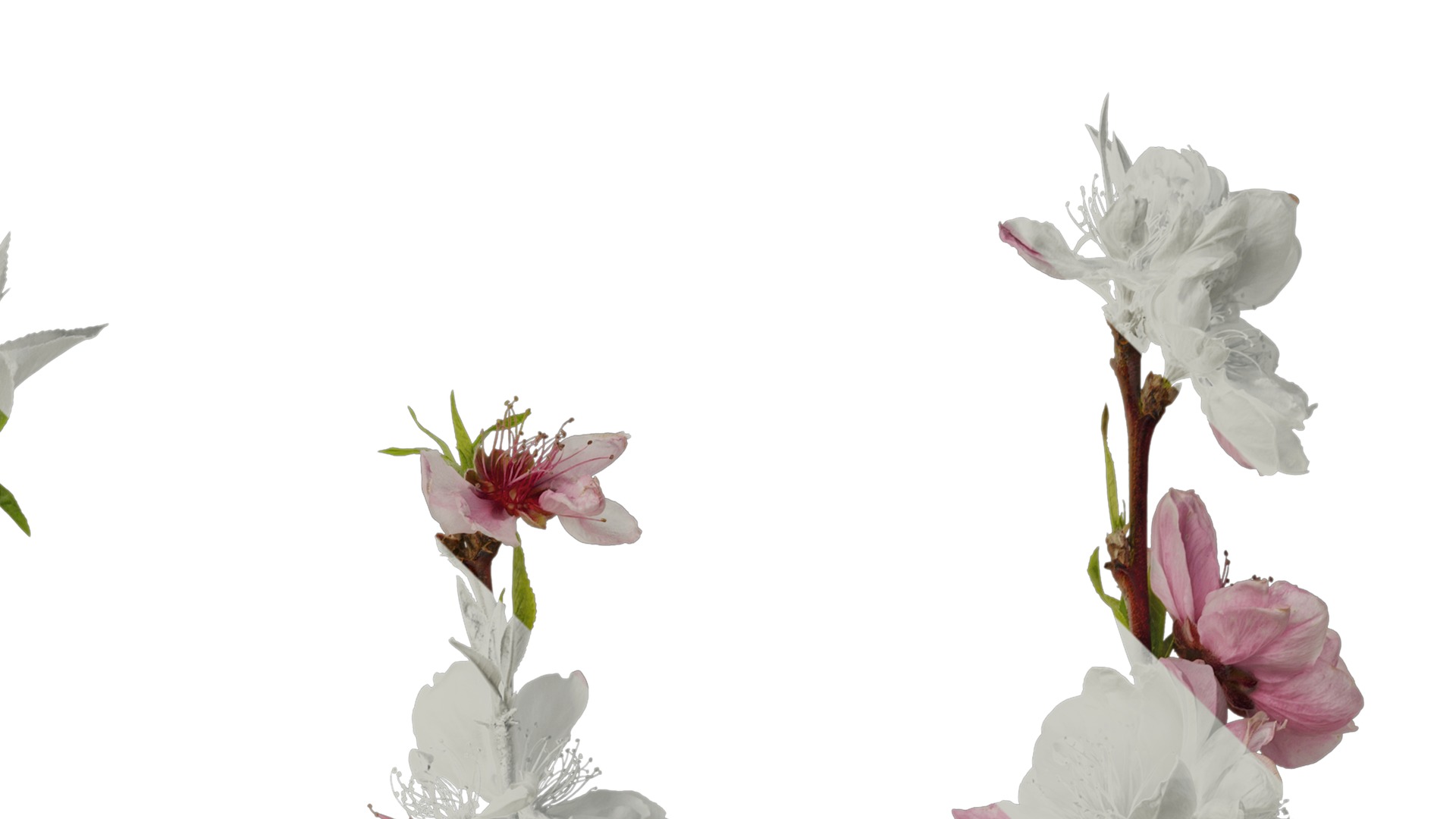 Anydrafts Prunus x yedoensis Atlas 24 Texture_2