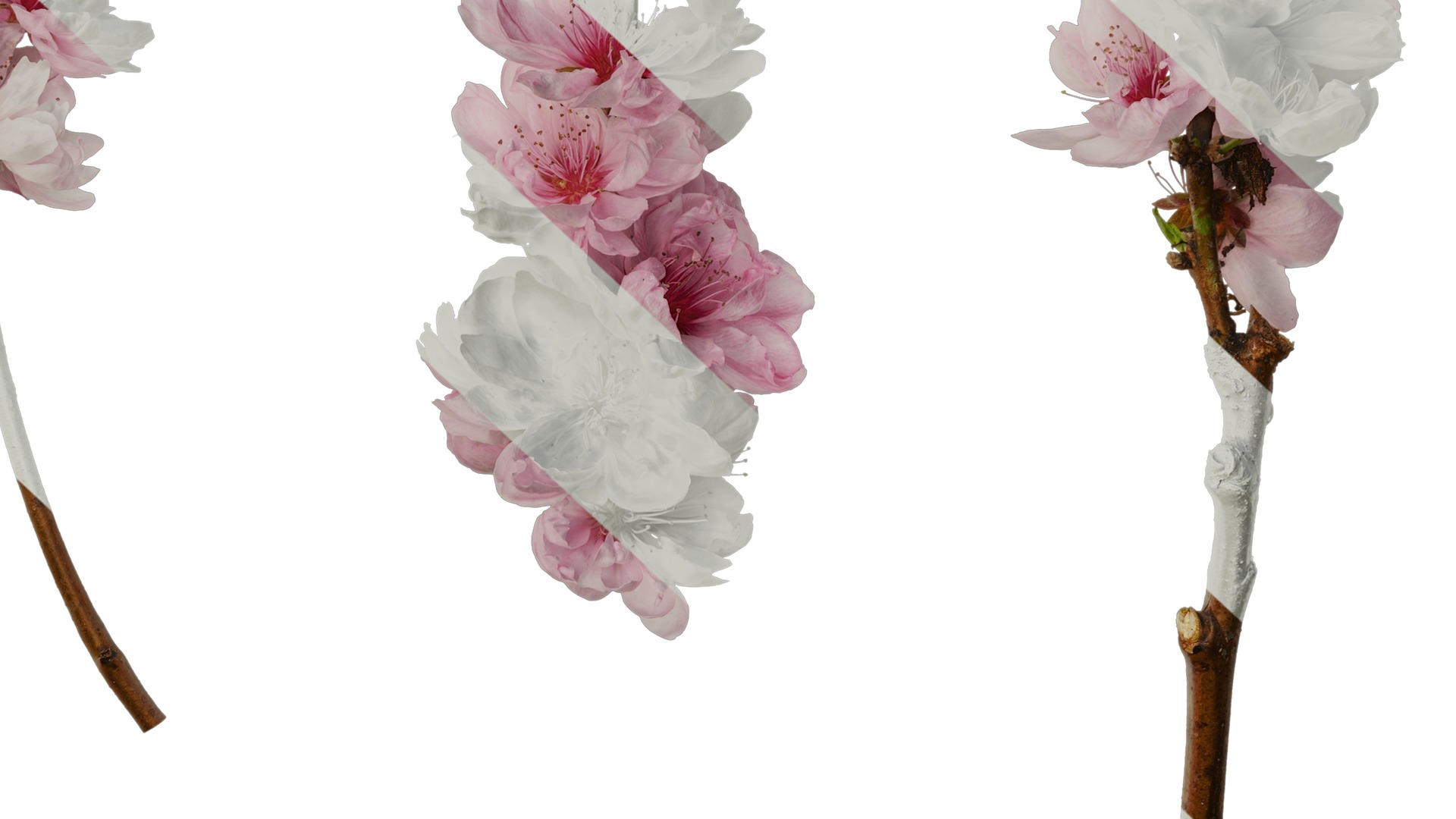 Anydrafts Prunus x yedoensis Atlas 24 Texture_6