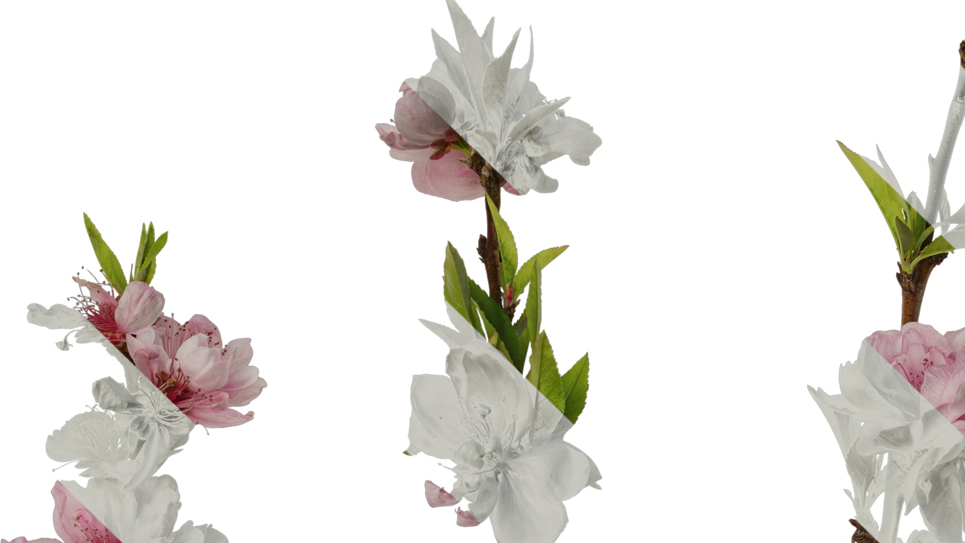 Anydrafts Prunus x yedoensis Atlas 24 Texture_3