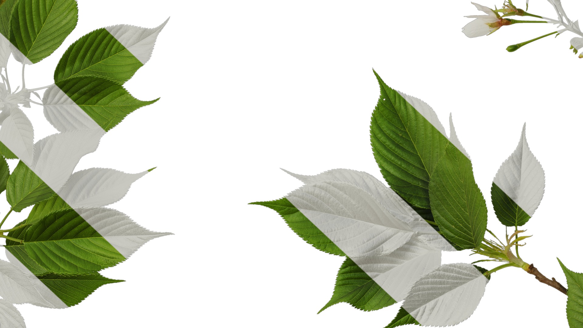 Anydrafts Prunus x yedoensis Atlas 26 Texture_7