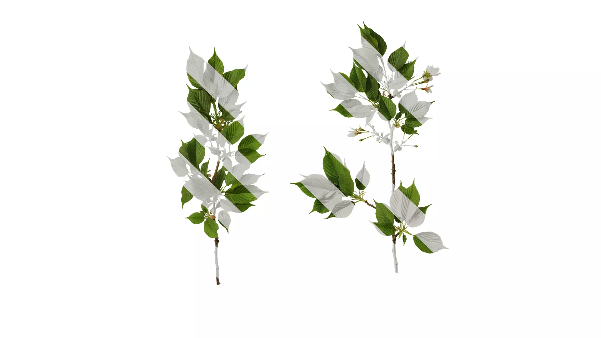 Anydrafts Prunus x yedoensis Atlas 26 Texture_0