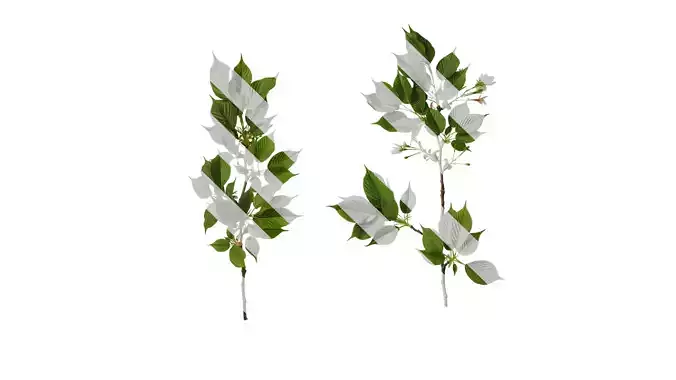 Anydrafts Prunus x yedoensis Atlas 26