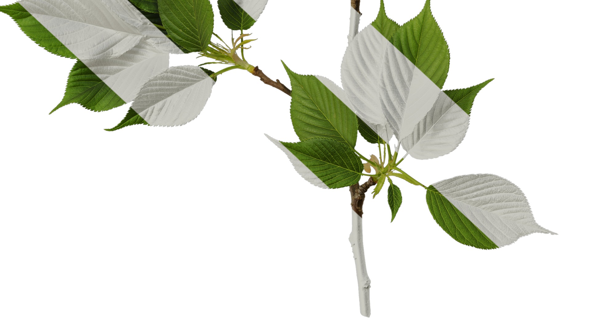 Anydrafts Prunus x yedoensis Atlas 26 Texture_6