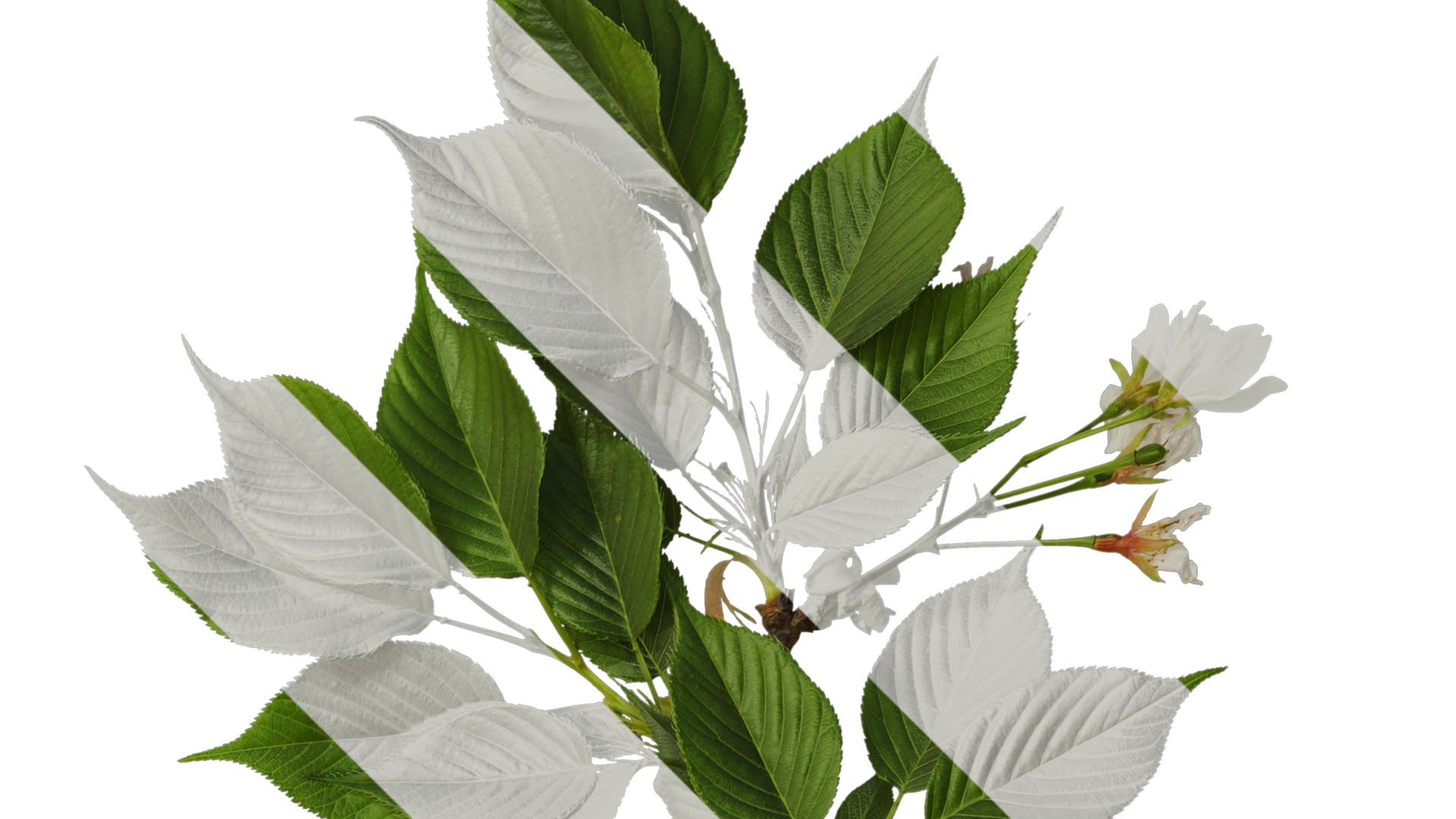 Anydrafts Prunus x yedoensis Atlas 26 Texture_2