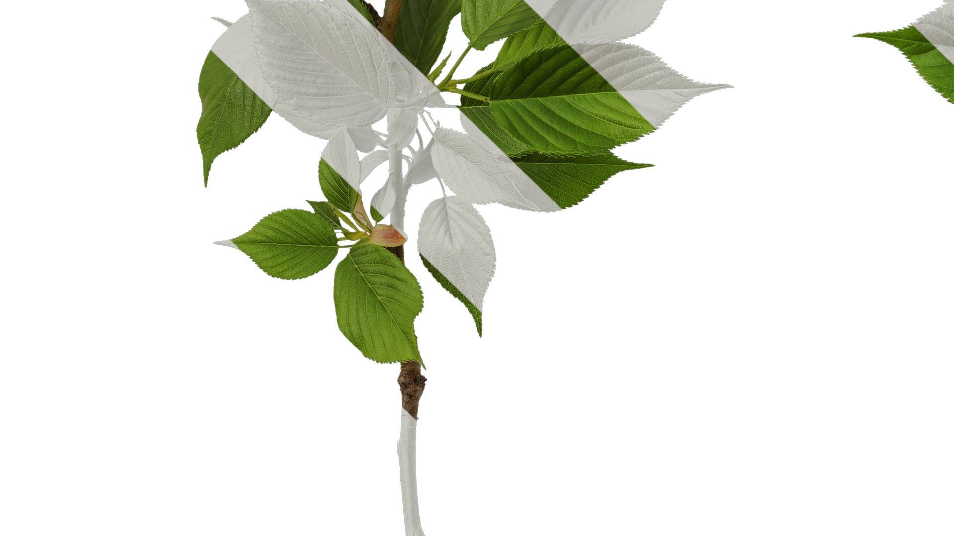 Anydrafts Prunus x yedoensis Atlas 26 Texture_5