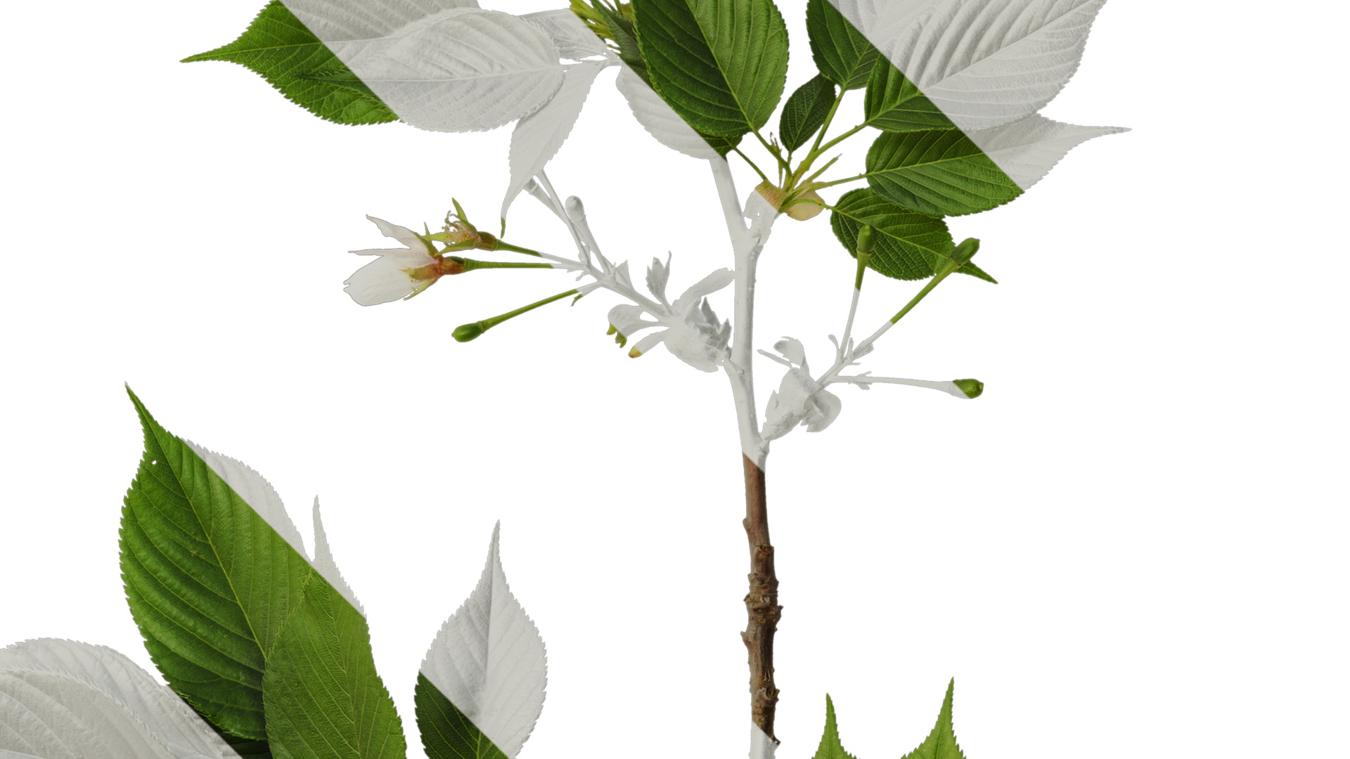 Anydrafts Prunus x yedoensis Atlas 26 Texture_4