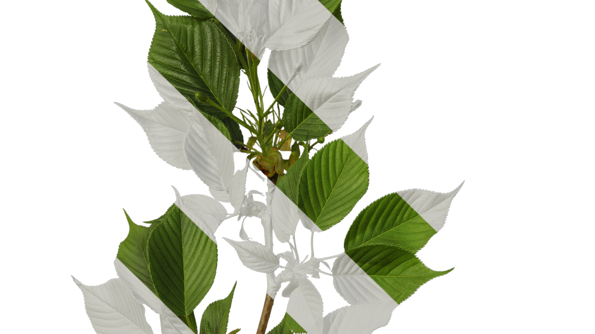 Anydrafts Prunus x yedoensis Atlas 26 Texture_3