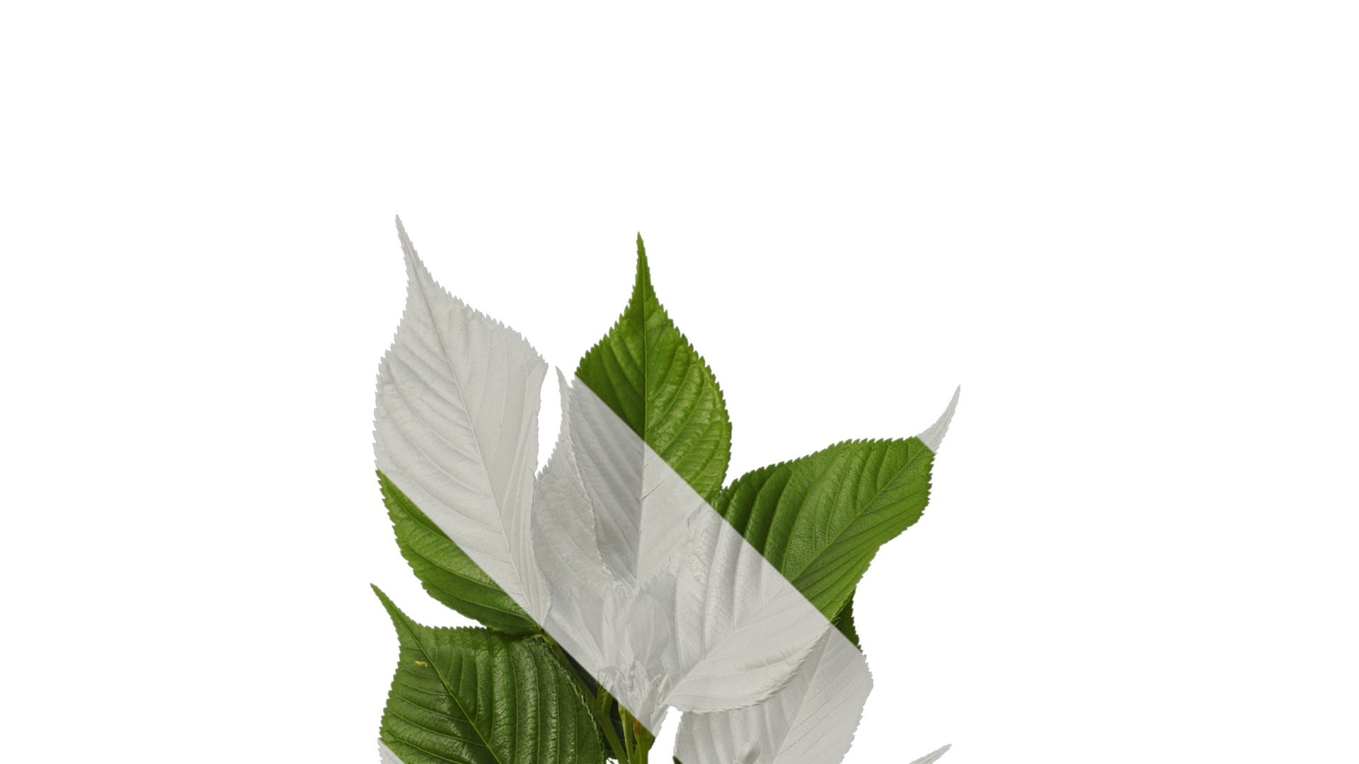 Anydrafts Prunus x yedoensis Atlas 26 Texture_1