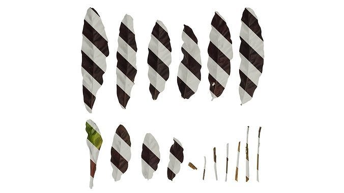 Anydrafts Calathea insignis Leaf 01 B Texture