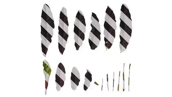 Anydrafts Calathea insignis Leaf 01 B