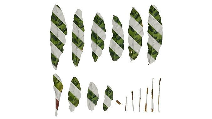 Anydrafts Calathea insignis Leaf 01 F Texture