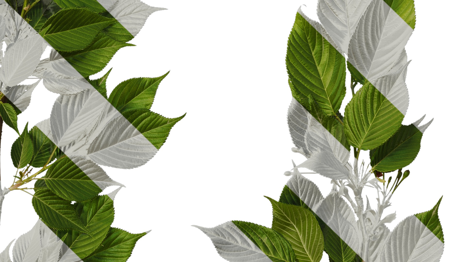 Anydrafts Prunus x yedoensis Atlas 28 Texture_4