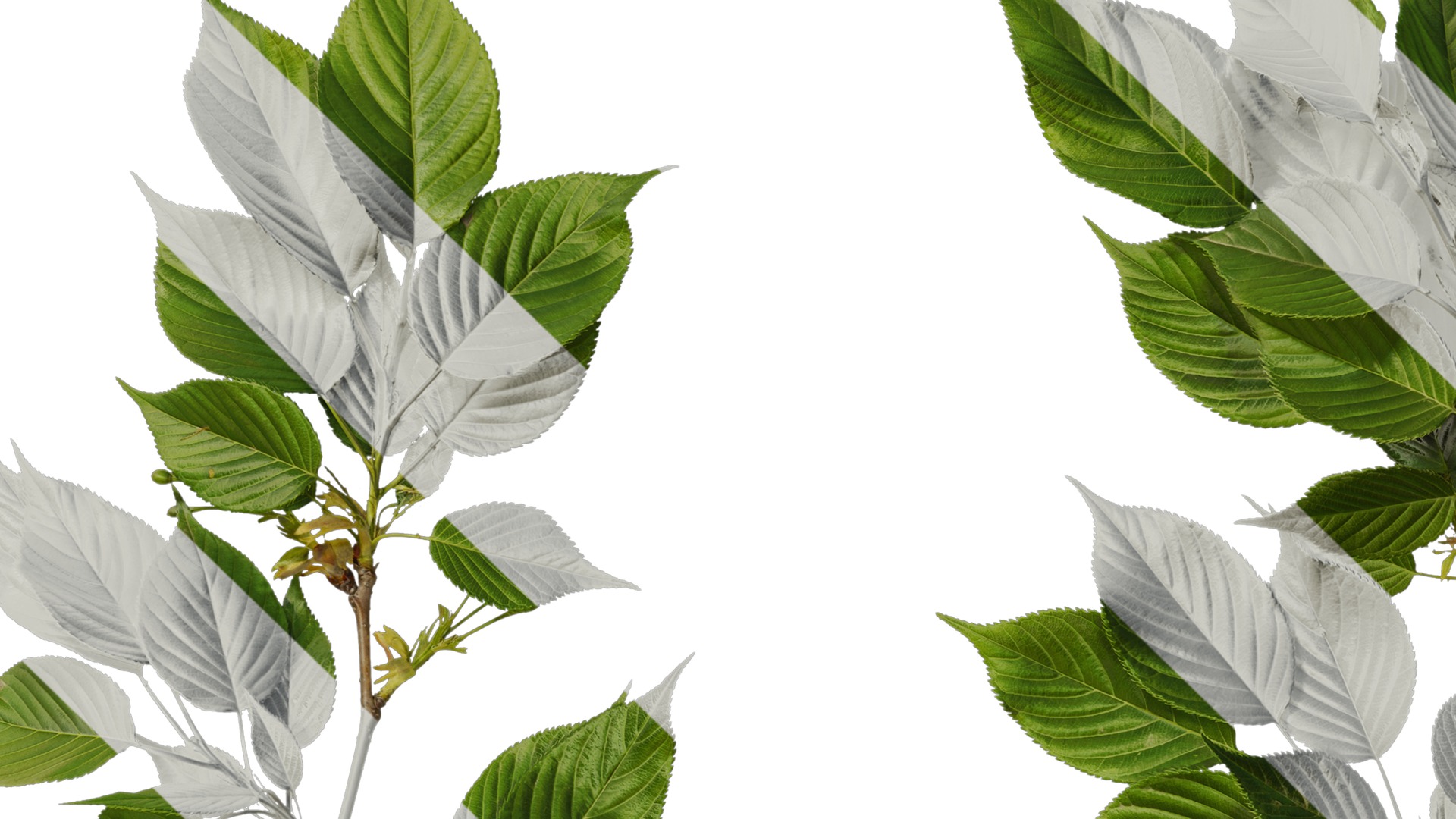 Anydrafts Prunus x yedoensis Atlas 28 Texture_3