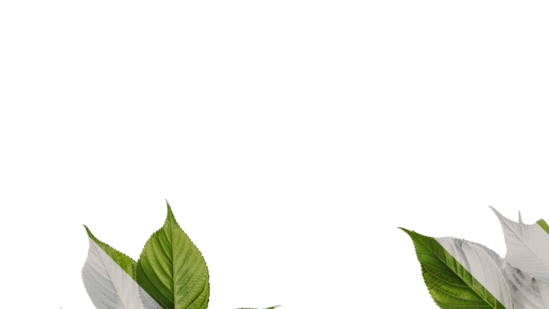 Anydrafts Prunus x yedoensis Atlas 28 Texture_1