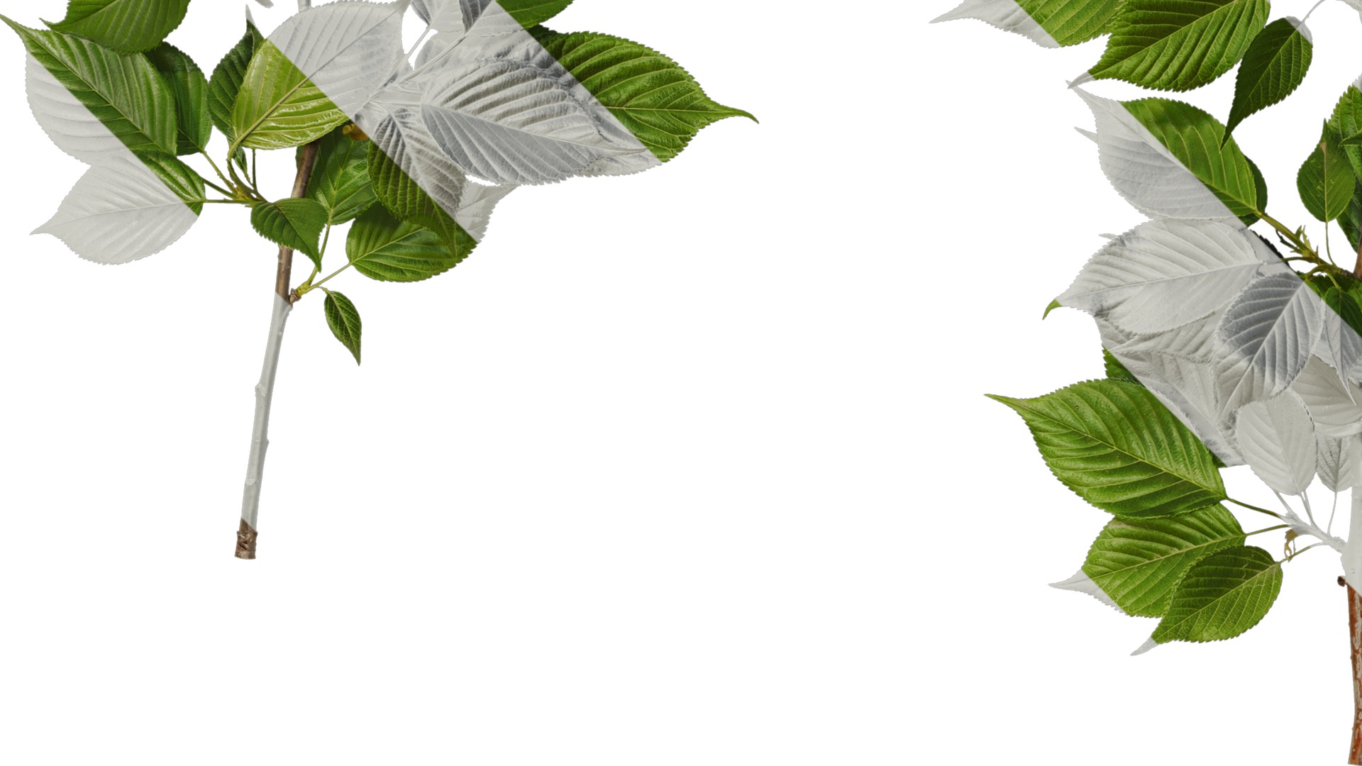 Anydrafts Prunus x yedoensis Atlas 28 Texture_5