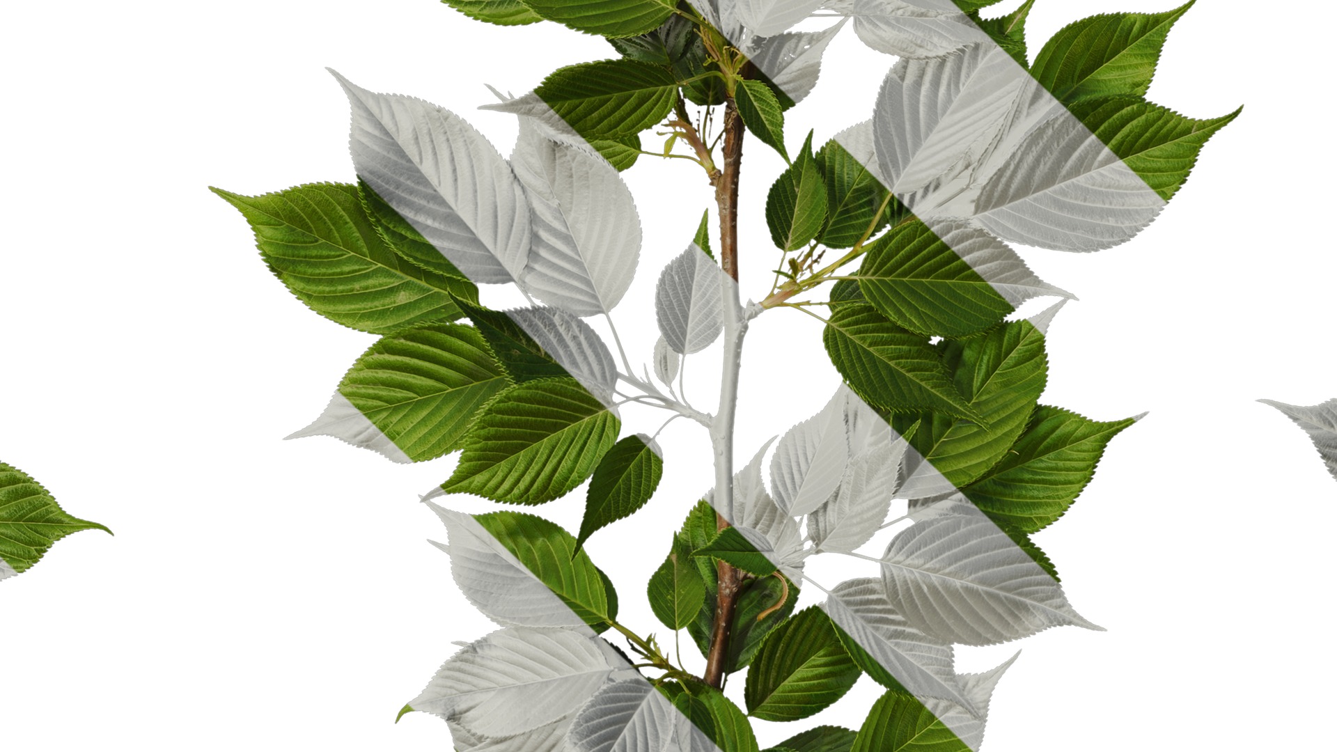 Anydrafts Prunus x yedoensis Atlas 28 Texture_7