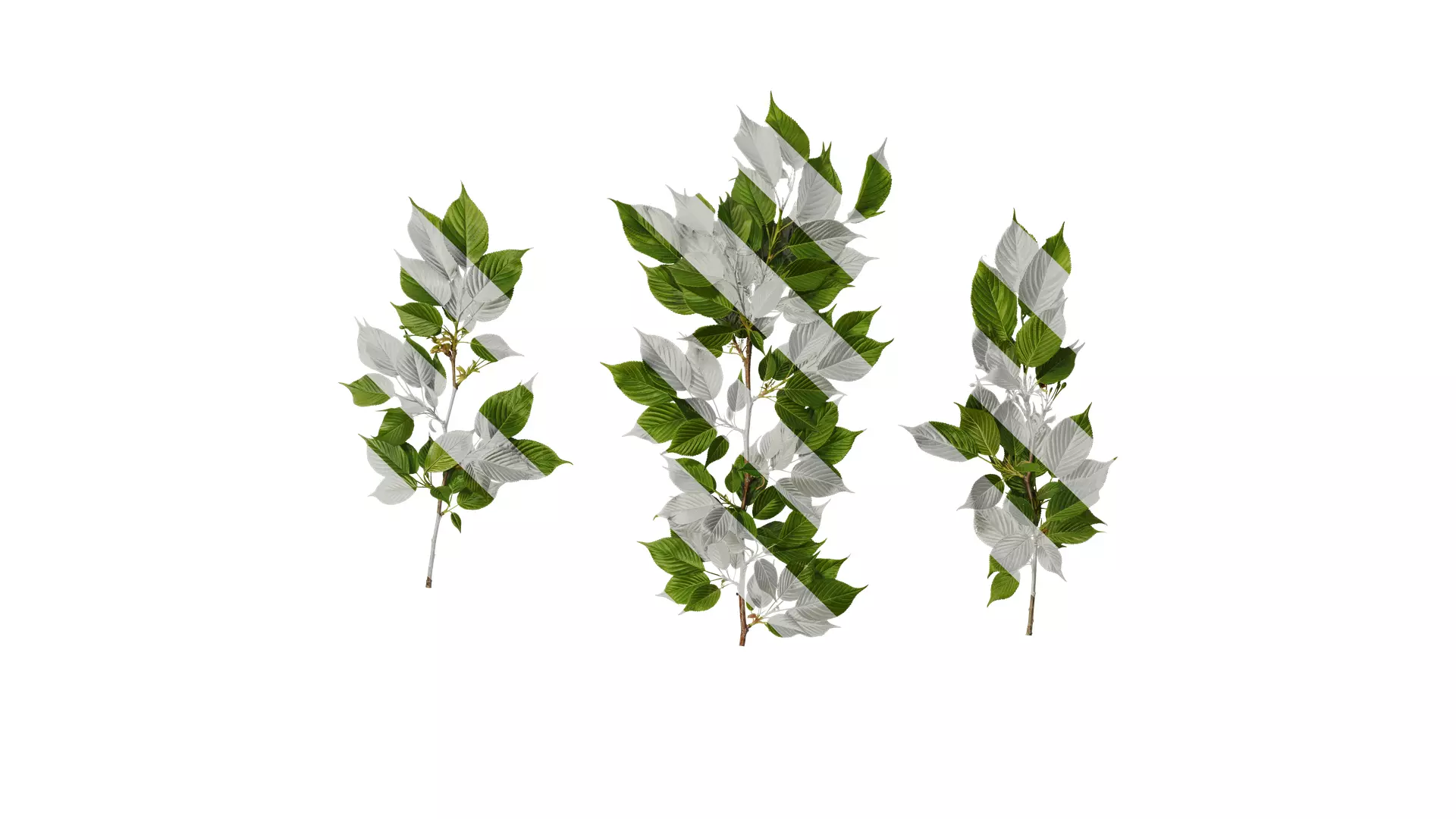 Anydrafts Prunus x yedoensis Atlas 28 Texture_0