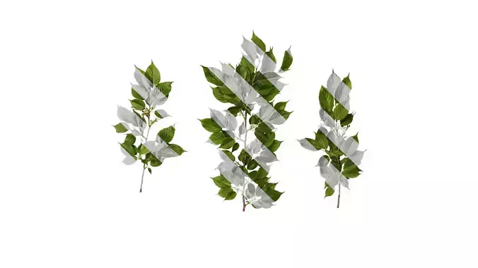 Anydrafts Prunus x yedoensis Atlas 28