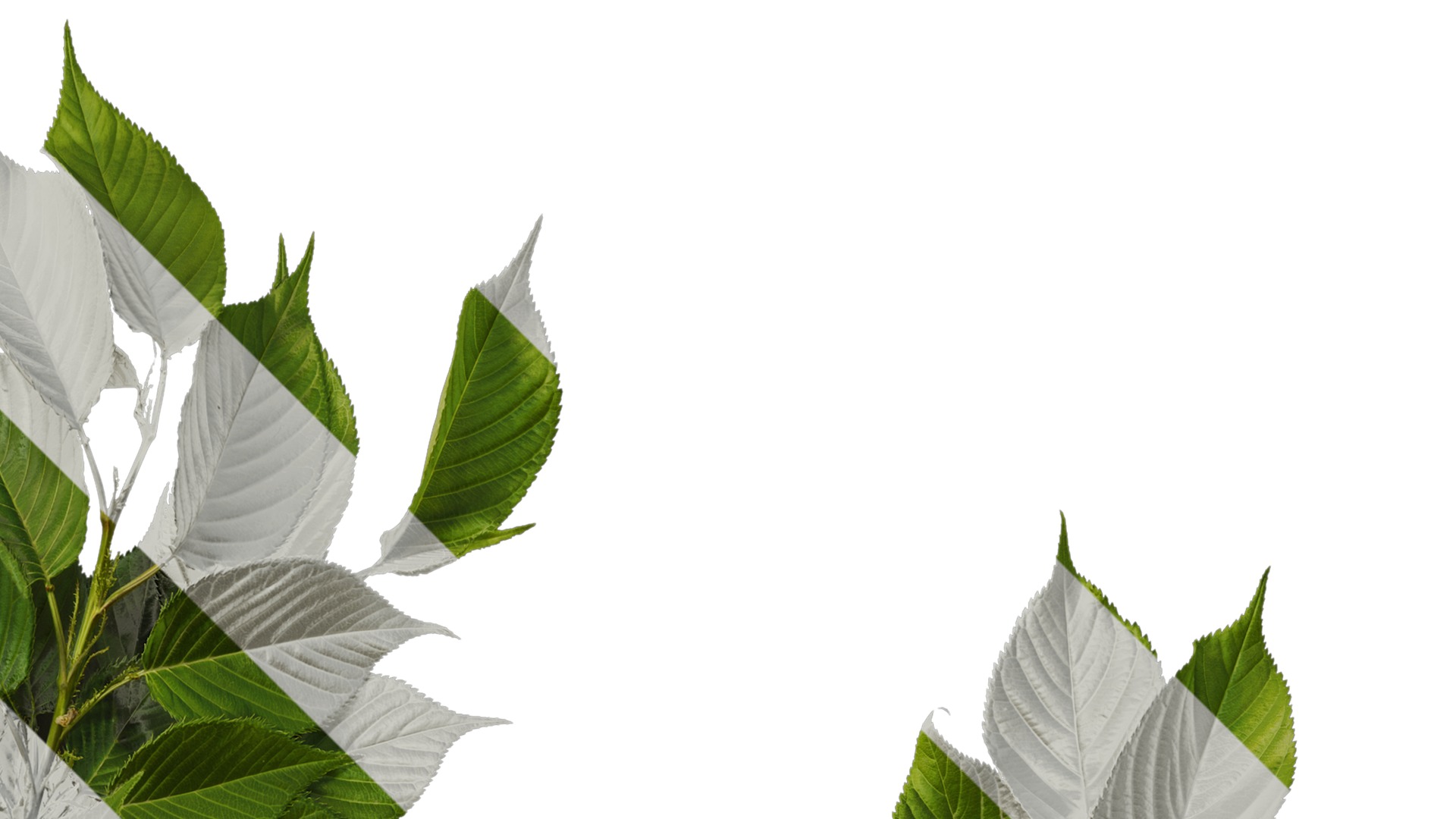 Anydrafts Prunus x yedoensis Atlas 28 Texture_2