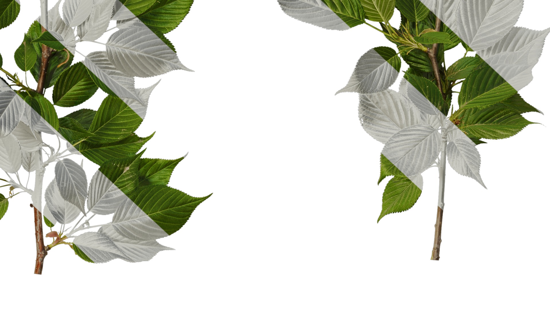 Anydrafts Prunus x yedoensis Atlas 28 Texture_6