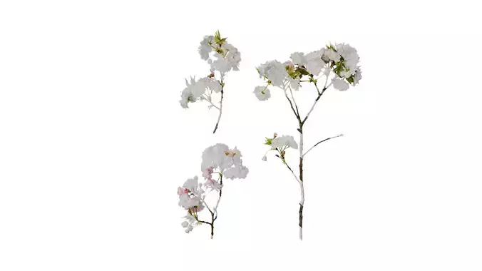 Anydrafts Prunus x yedoensis Atlas 33