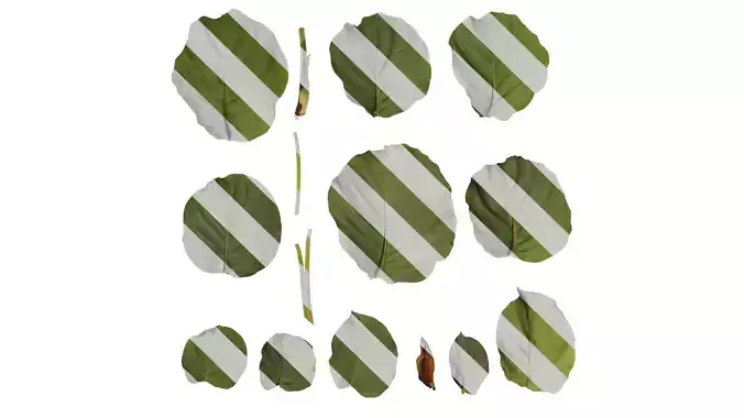 Anydrafts Calathea orbifolia Leaf 01 B