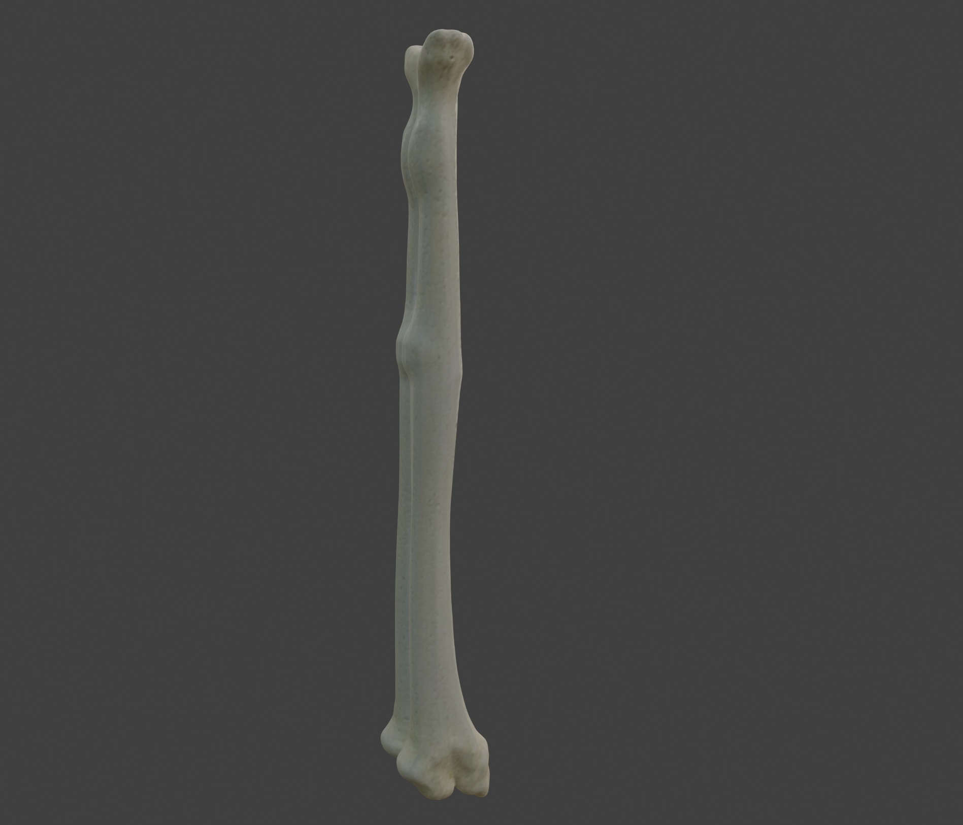 3D Model of Radius Bone 3D print model_3