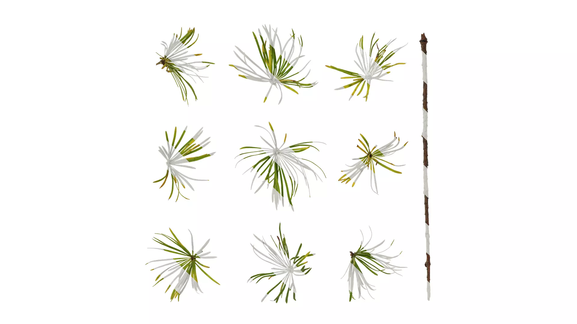Anydrafts Pseudolarix amabilis Atlas 01 Texture