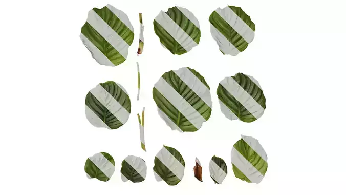 Anydrafts Calathea orbifolia Leaf 01 F