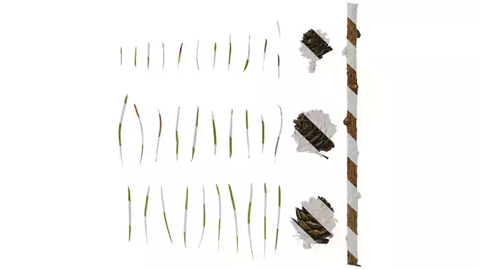 Anydrafts Pseudolarix amabilis Atlas 03