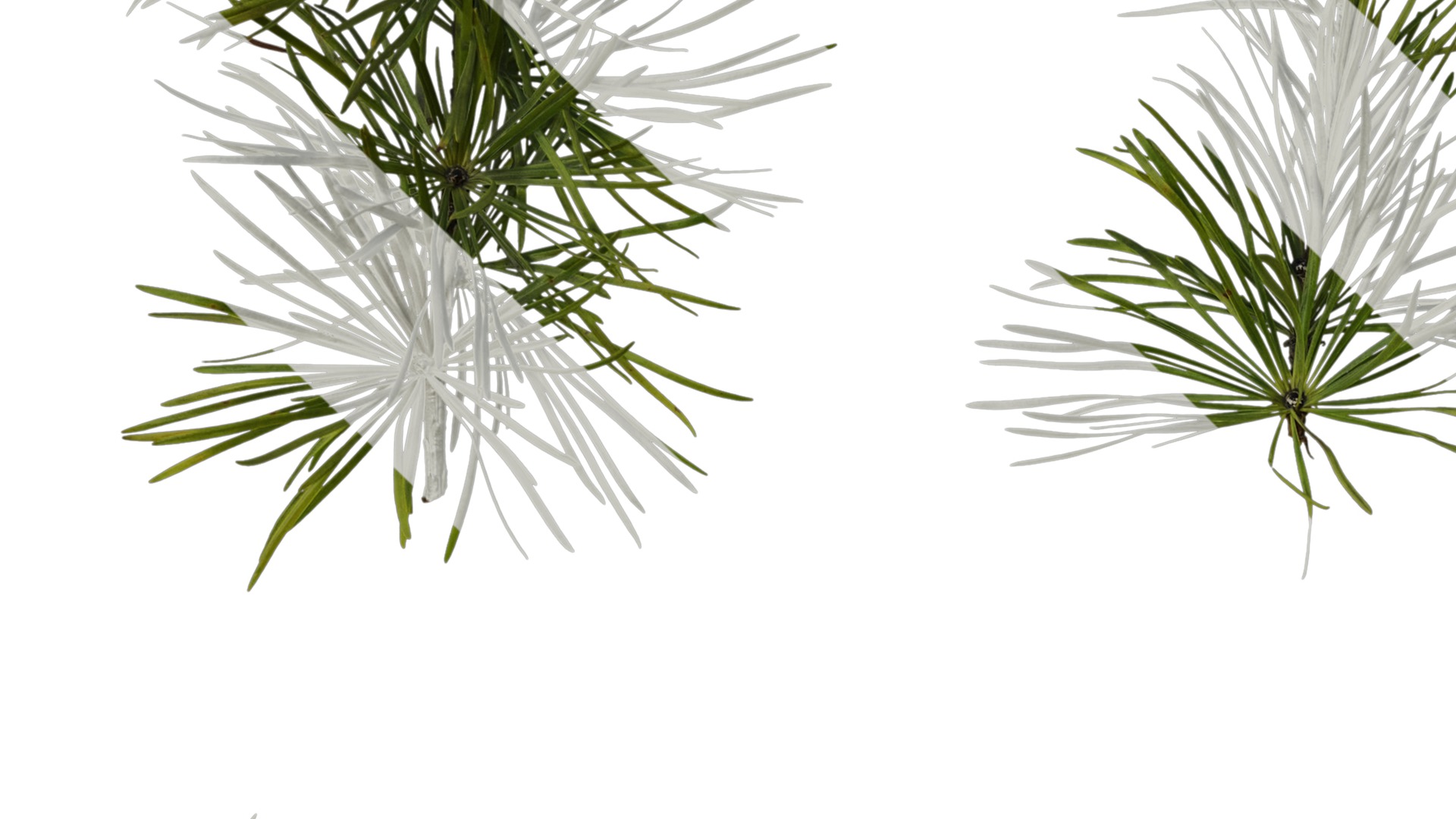 Anydrafts Pseudolarix amabilis Atlas 04 Texture_3