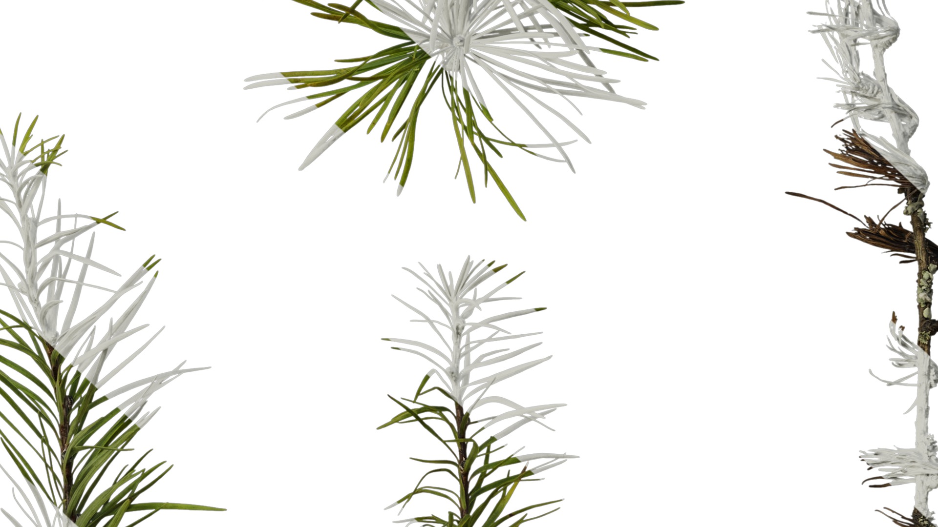 Anydrafts Pseudolarix amabilis Atlas 04 Texture_6