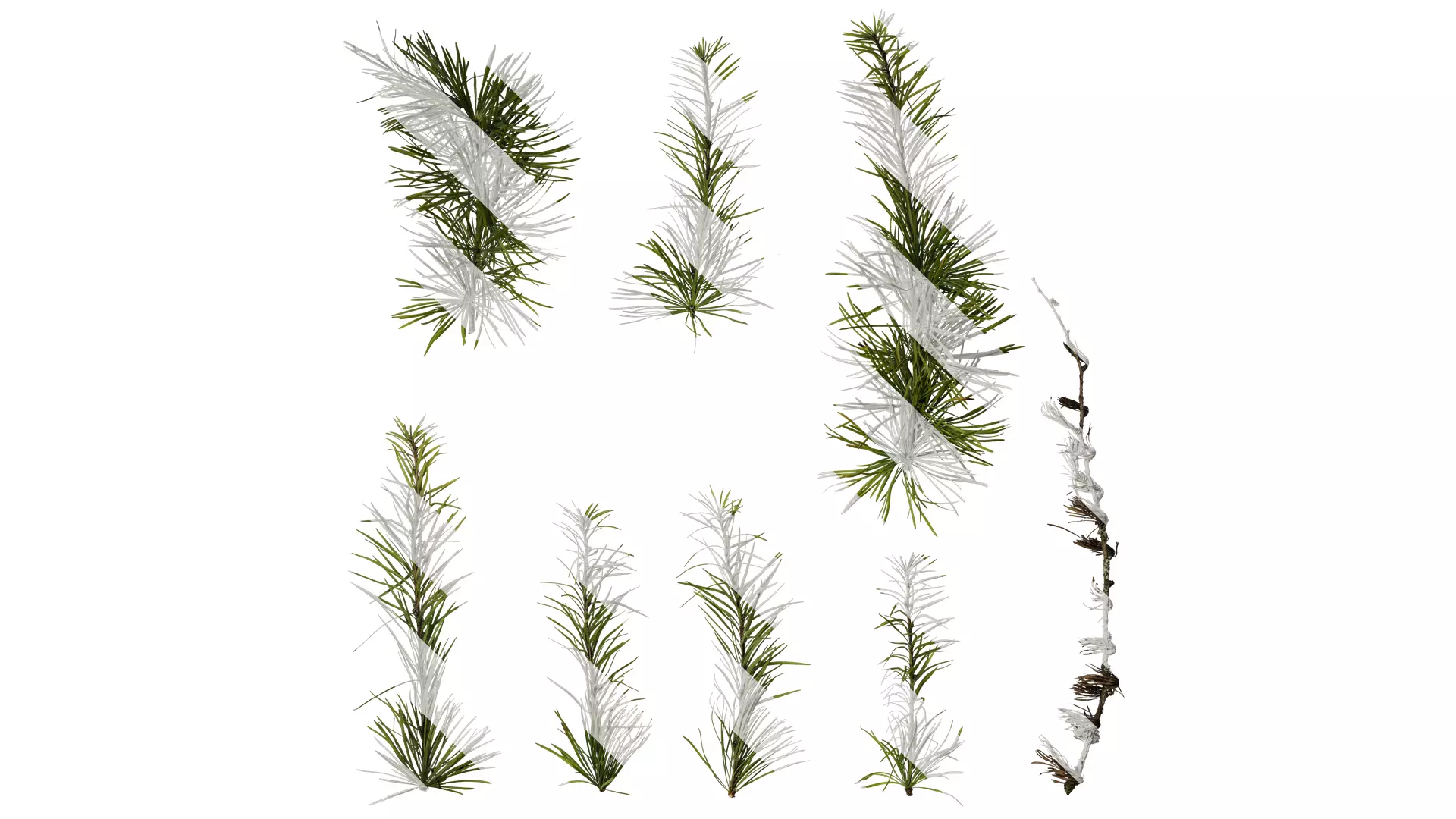 Anydrafts Pseudolarix amabilis Atlas 04 Texture_0