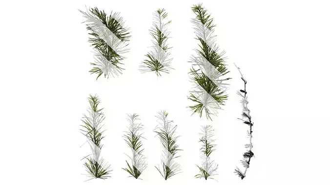 Anydrafts Pseudolarix amabilis Atlas 04