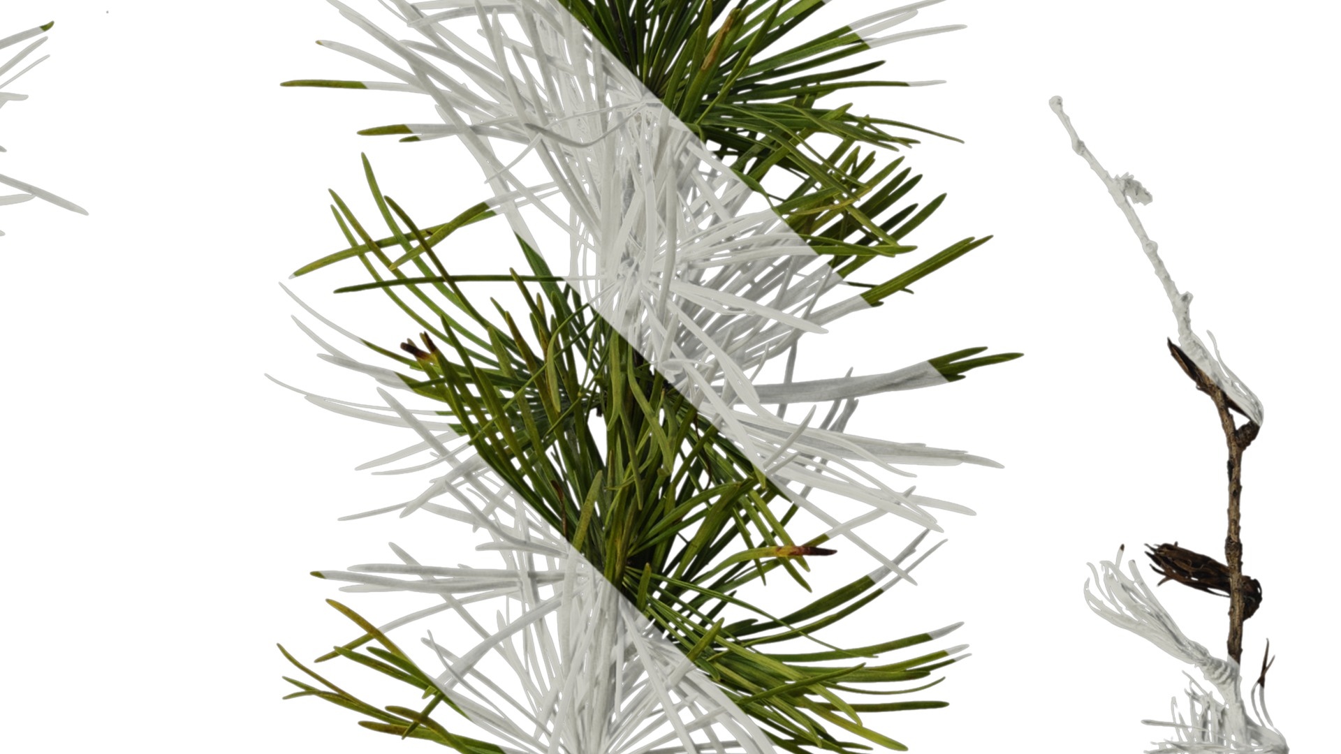 Anydrafts Pseudolarix amabilis Atlas 04 Texture_4