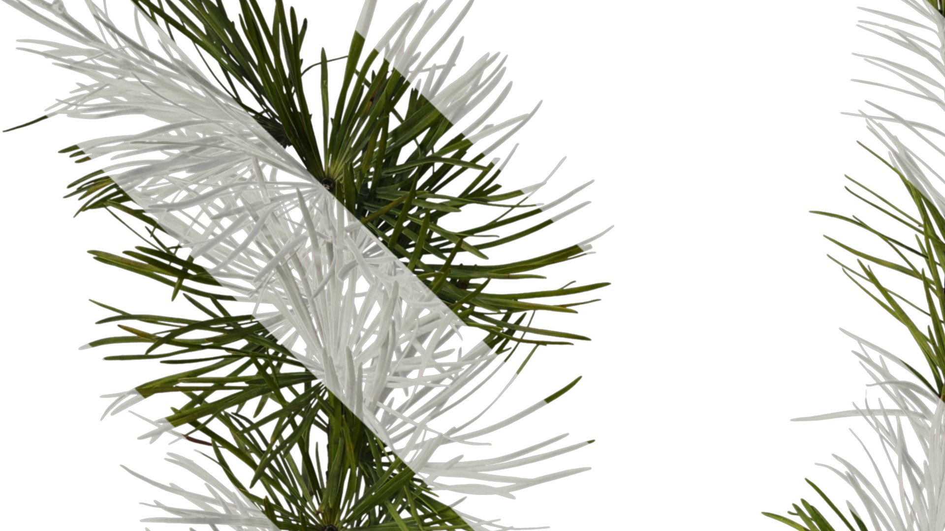 Anydrafts Pseudolarix amabilis Atlas 04 Texture_1